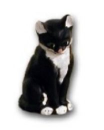 Cat sitting K461
