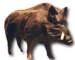Wild pig K191B