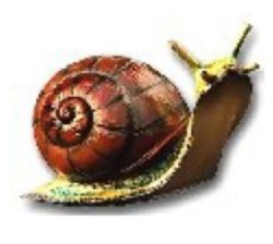Snail K061