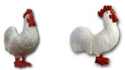 Cock K561