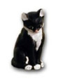 Cat sitting K461