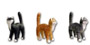 Cat standing grey K460